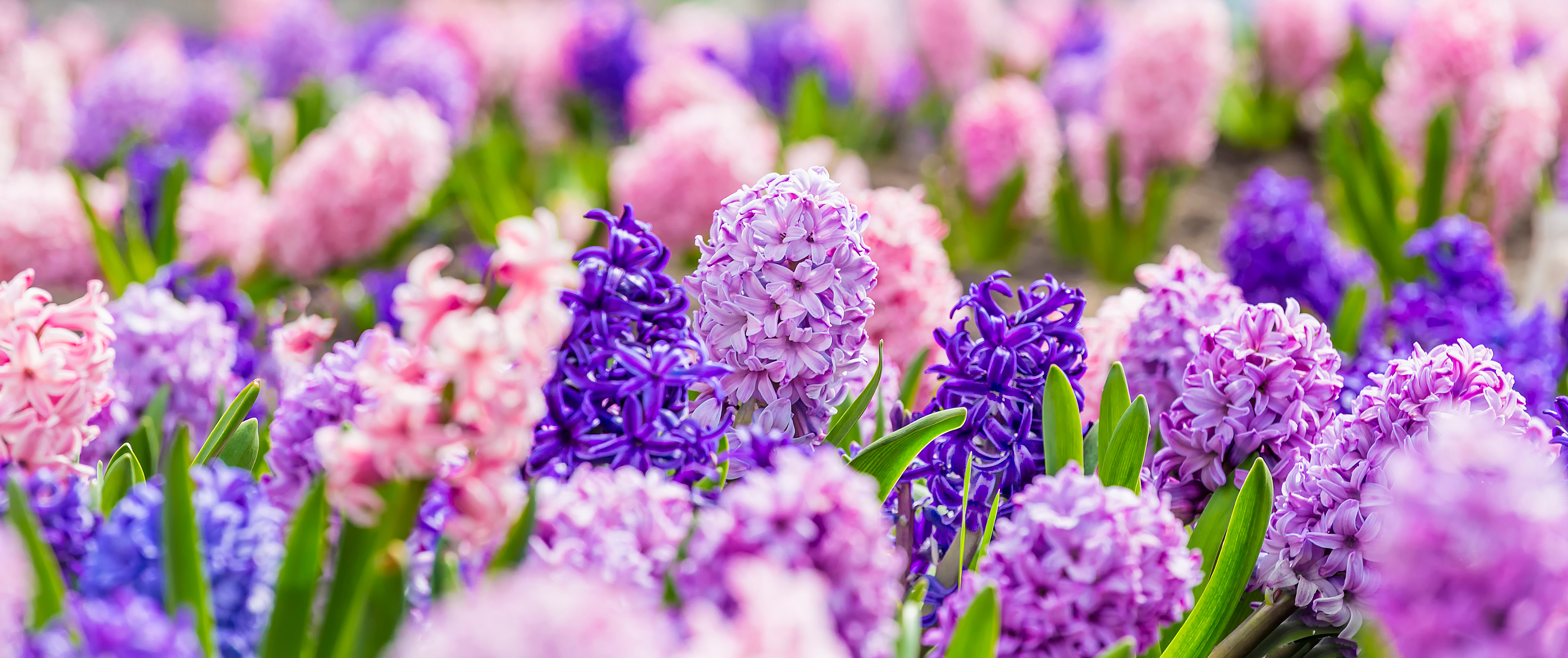 A field of pink and purple hyacinths