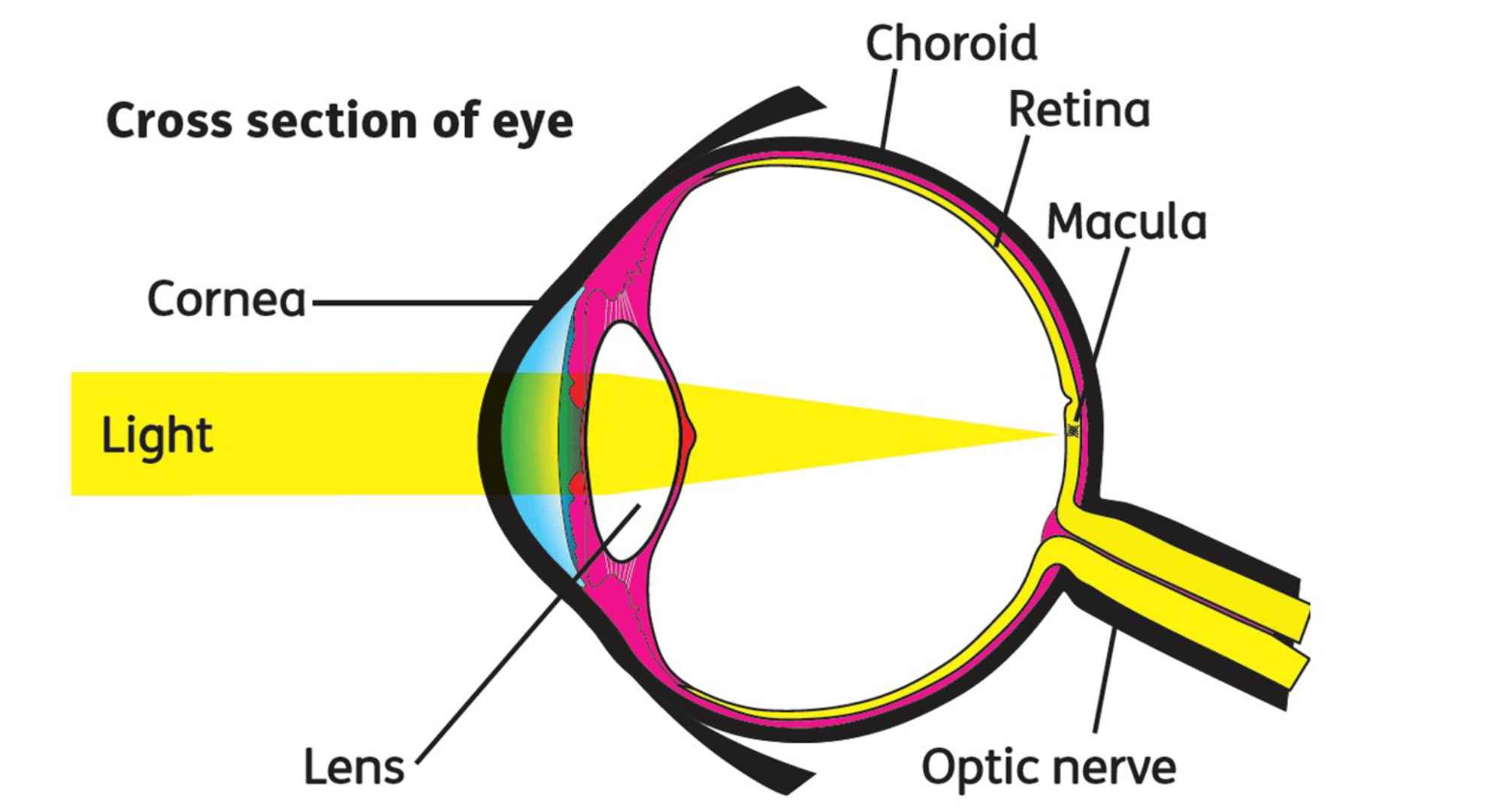 Cross section of eye showing the cornea, lens, choroid, retina, macula and optic nerve (left to right).