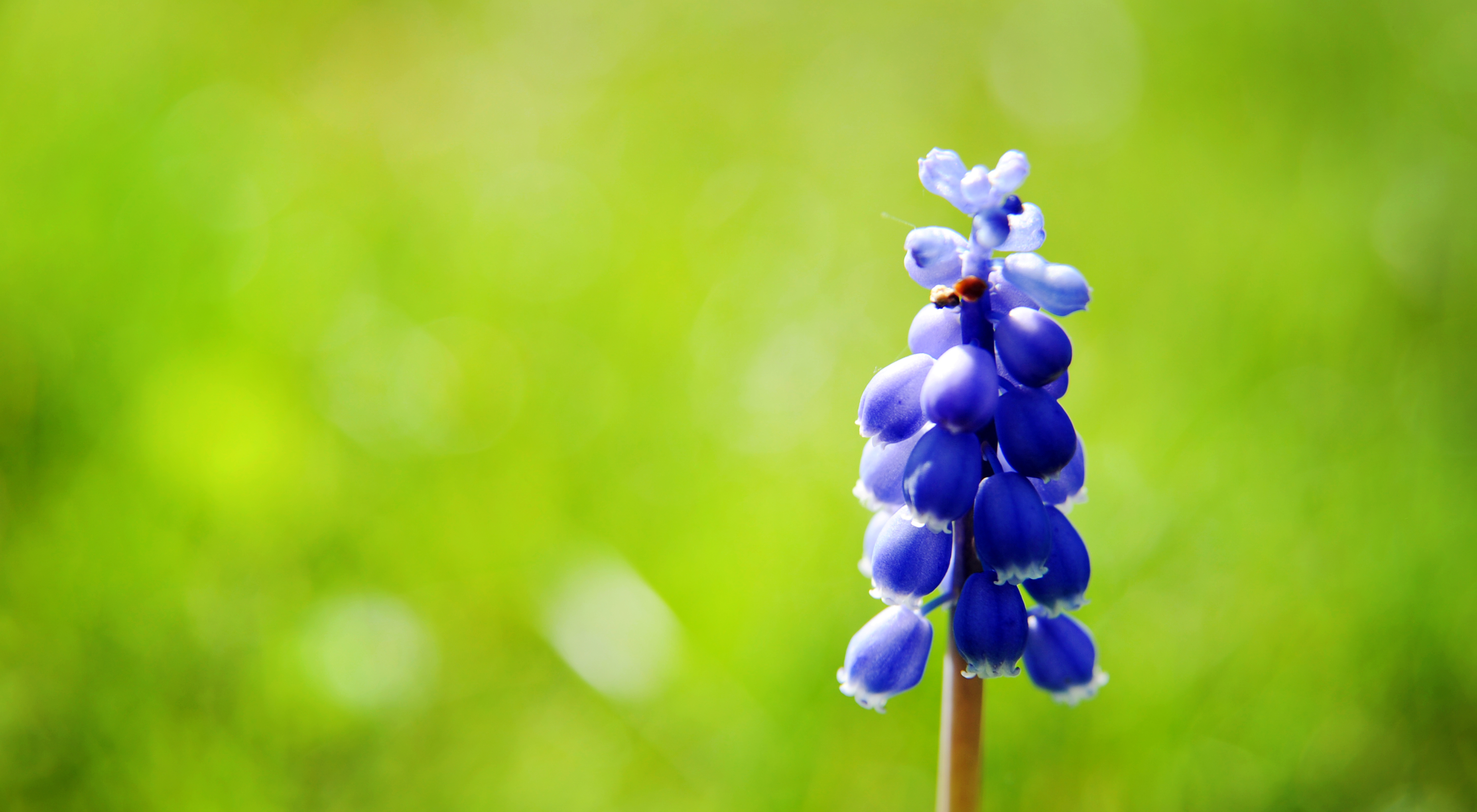 Hyacinth on green grass backdrop