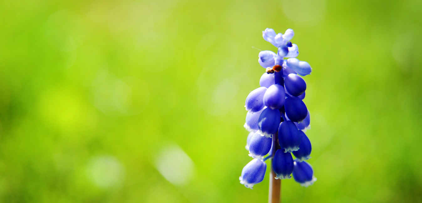 Hyacinth on green grass backdrop