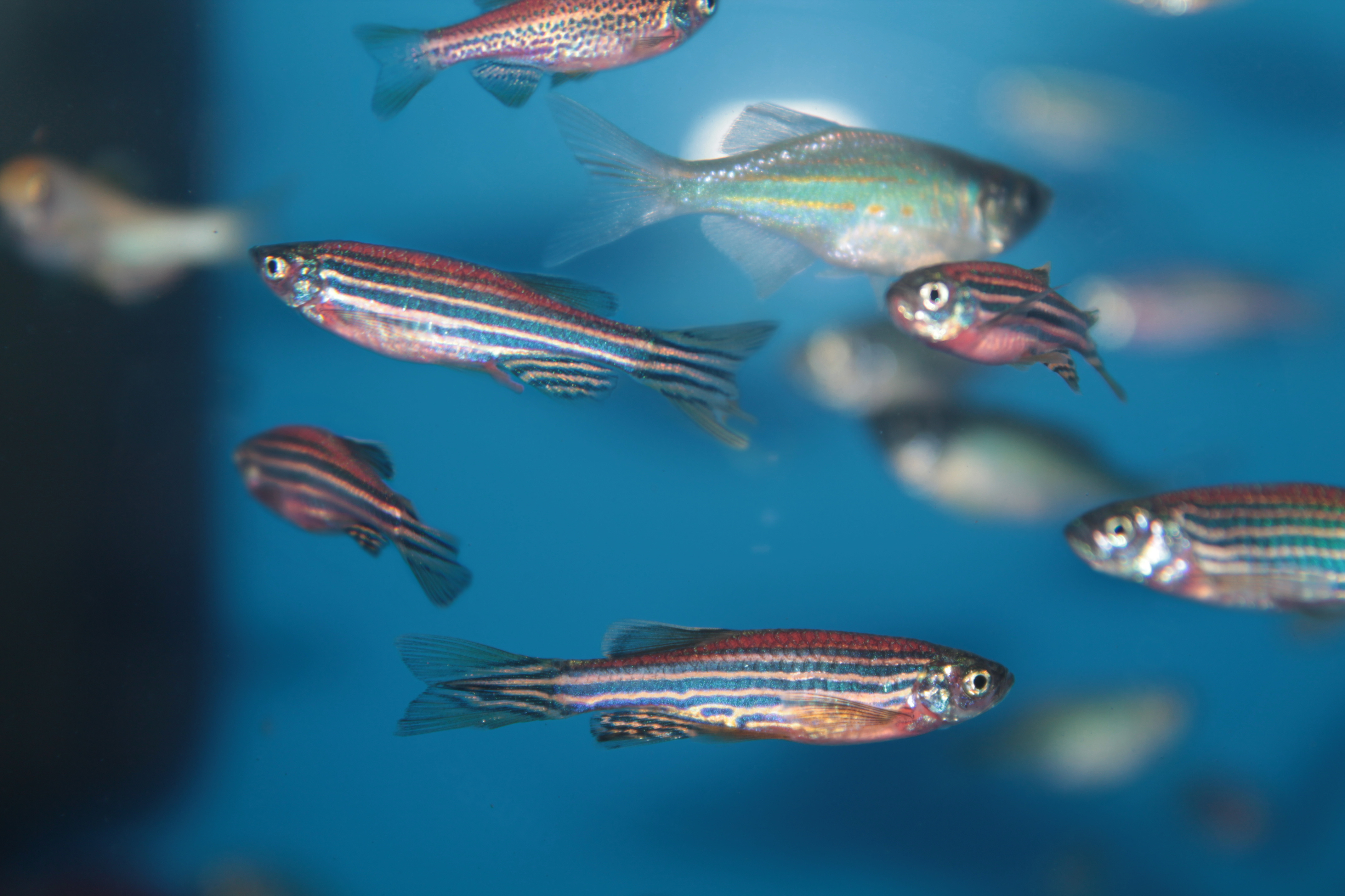Zebra fish 