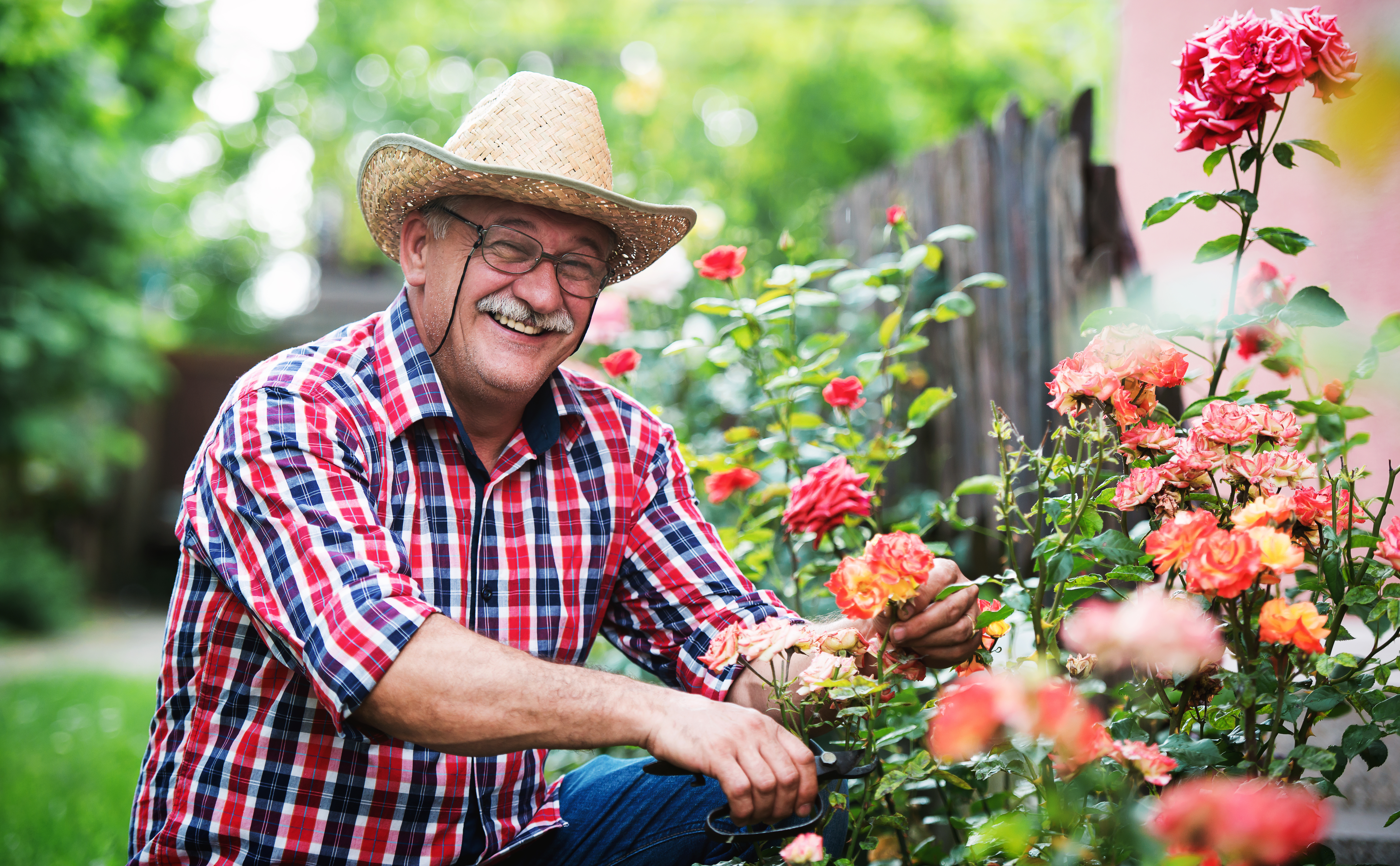 Man pruning a rose bush smiling at the camera